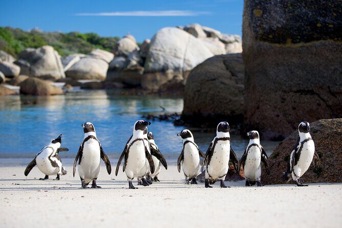 Cape of Good Hope & Penguins Full Day Tour From (The Mother City) Cape Town. - Key Points