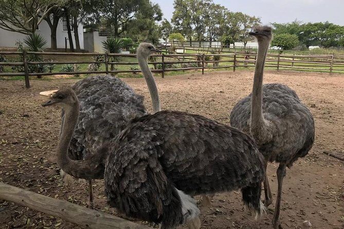Cape of Good Hope & Penguins Full Day Tour From (The Mother City) Cape Town. - The Sum Up