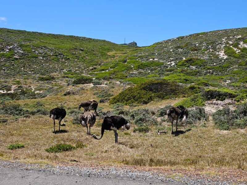 Cape of Good Hope & Penguins Private Tour - Comfortable yet Practical Transportation