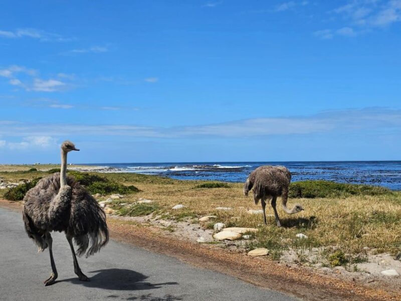 Cape of Good Hope & Penguins Private Tour - Who Will Love This Tour?