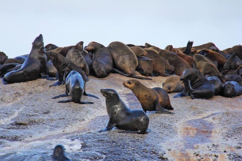 Cape of Good Hope Penguins Seals & Chapmans Peak Shared Tour - Key Points