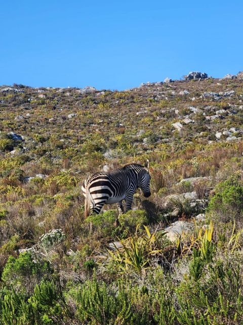 Cape of Good Hope & Penguins Shared Tour - What to Expect from This Tour