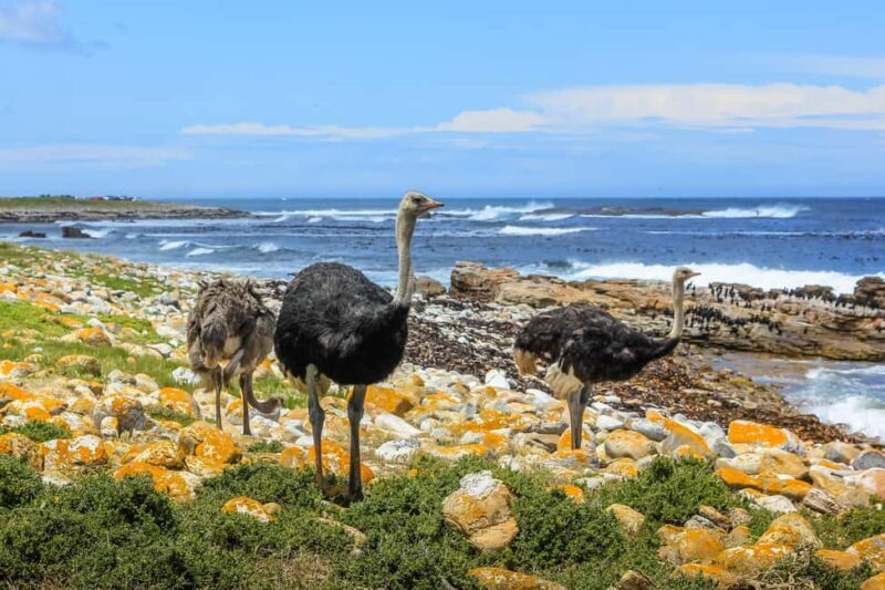 Cape of Good Hope & Penguins Small Group Tour from Cape Town - Final Thoughts