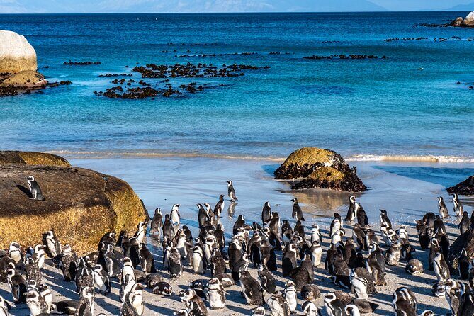Cape of Good Hope & Penguins Small Group Tour from Cape Town - The Authentic Experience: What Reviewers Say