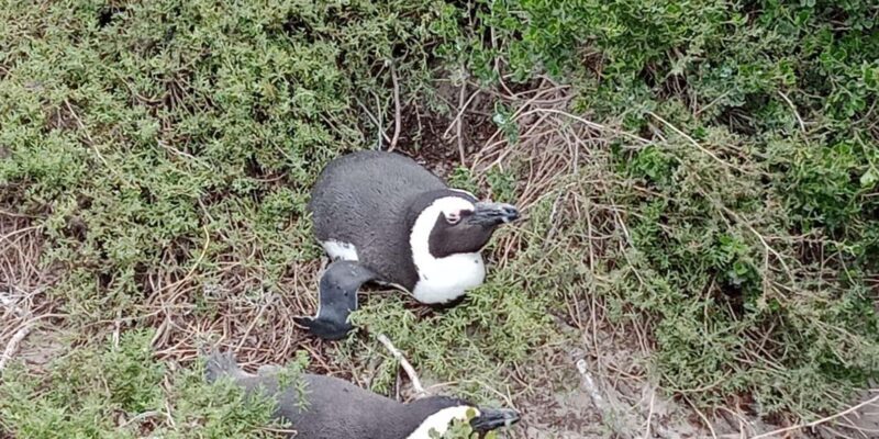 Cape of Good Hope & Seal Island Cruise" - Final Thoughts