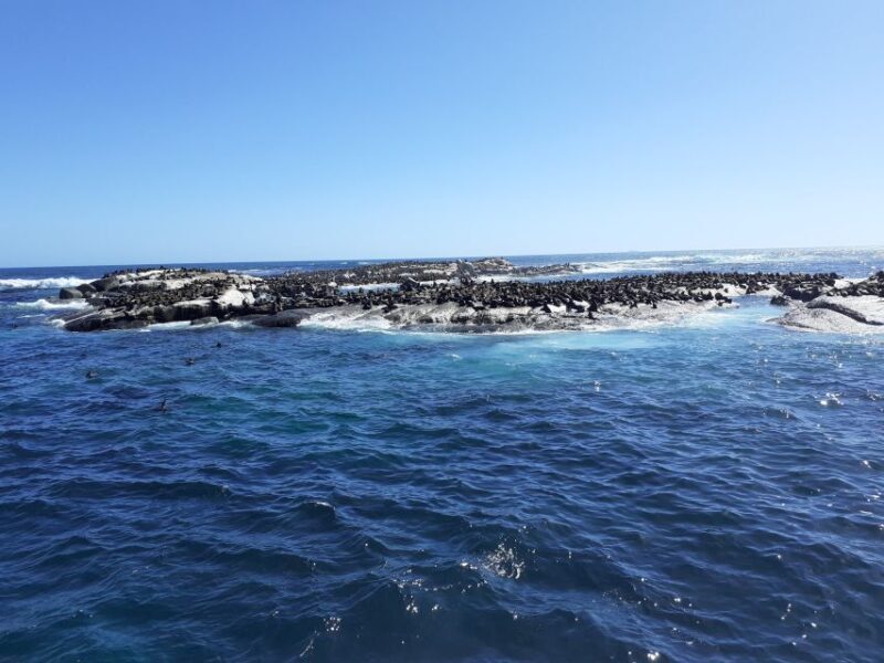 Cape of Good Hope: Sightseeing and African Penguins Tour - FAQ