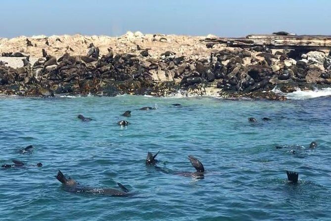 Cape of Goodhope Tour a Full Day Exploring the Cape Peninsula - A Deep Dive into the Itinerary