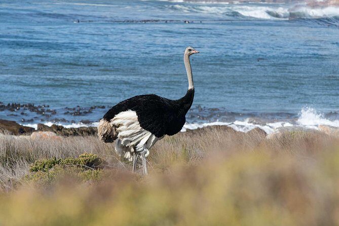 Cape Peninsula and Boulders Full Day Tour with Private Transfer - Why Choose This Tour? An Honest Breakdown