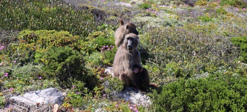 Cape Peninsula and Winelands Private Full-Day Combo Tour - A Complete Day Out in Cape Town: The Cape Peninsula and Winelands Private Tour