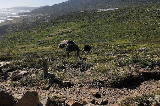 Cape Peninsula Cape of Good Hope and Penguins Tour in Cape Town - An In-Depth Look at the Tour Experience  