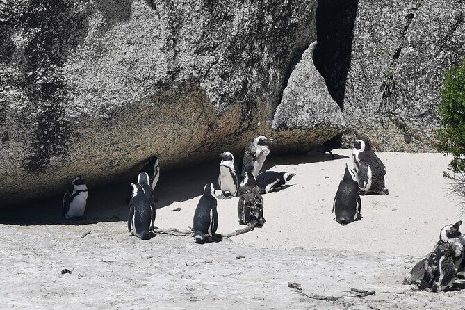 Cape Peninsula Cape of Good Hope and Penguins Tour in Cape Town - The Practicalities and Value  