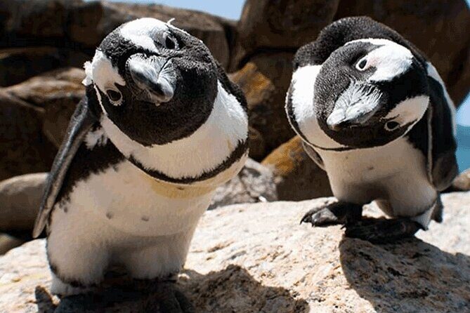 Cape Peninsula Cape of Good Hope and Penguins Tour in Cape Town - Wrapping Up  