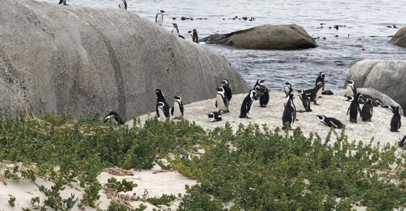 Cape Peninsula: Cape of Good Hope & Boulders Beach Penguins - Who Will Love This Tour?