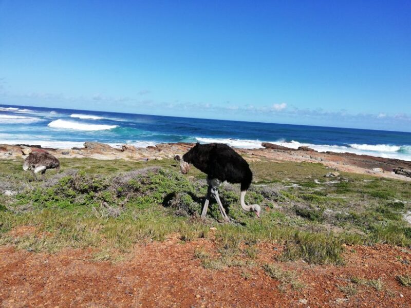 Cape Peninsula: Cycle & Drive Private Full Day Tour - Frequently Asked Questions