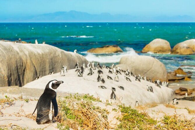 Cape Peninsula Day Tour - What Travelers Say About This Tour