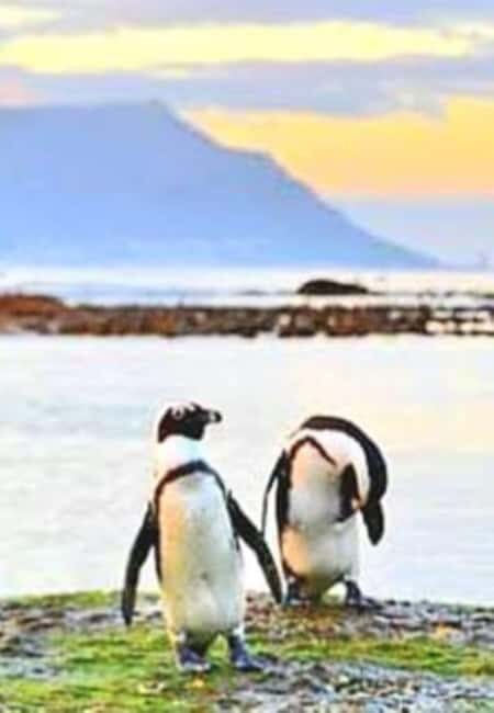 Cape Peninsula Day Tour - Key Points