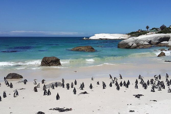 Cape Peninsula Day Tour - Key Points