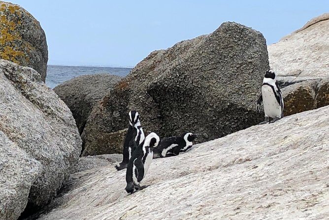 Cape Peninsula Day Tour - Concluding Thoughts