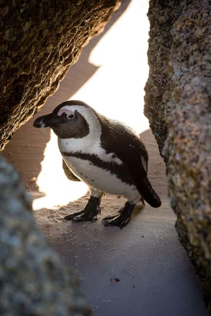 Cape Peninsula Full Day Experience - Key Points