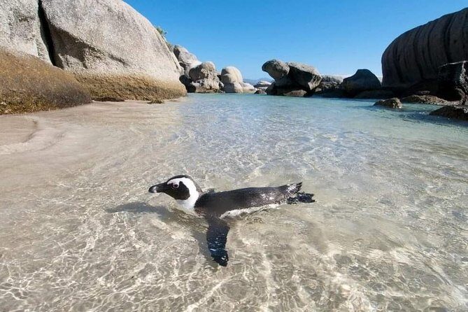 Cape Peninsula Full Day Tour - The Sum Up