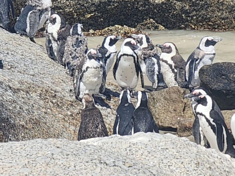 Cape Peninsula Full Day Tour In Private Car - Who Should Consider This Tour?
