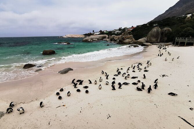 Cape Peninsula Half Day Tour From Cape Town Travel Choice Award - Authentic Experiences and Insights from Reviews