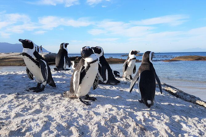 Cape Peninsula in a Vintage Car (Penguins, Cape Point & Chapman's Peak drive) - The Sum Up