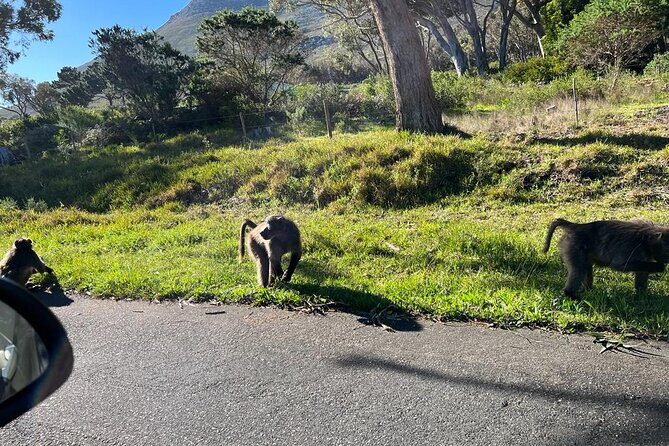 Cape Peninsula &Penguin Sightseeing in Private Car Full Day Tour - Final Thoughts