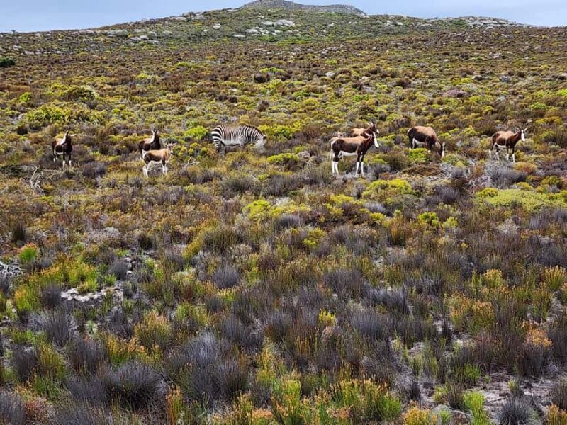 Cape Peninsula & Penguins Beach Half Day Tour from Cape Town - Key Points