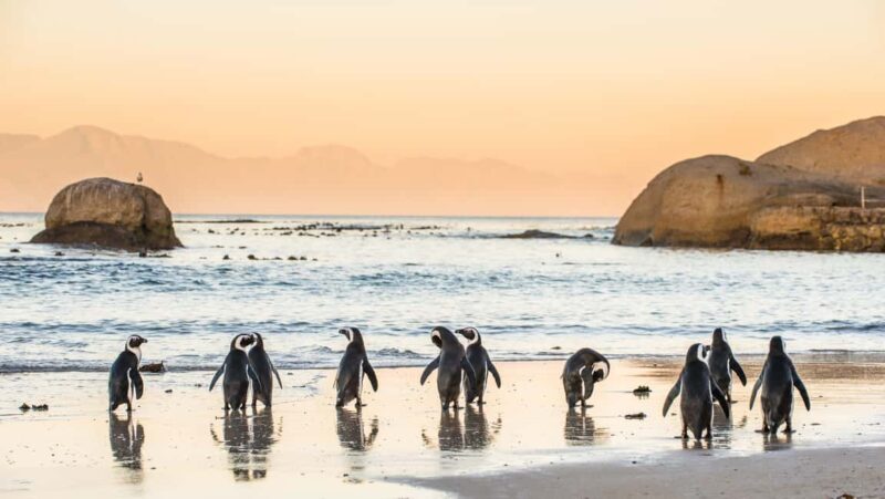 Cape Peninsula & Penguins Beach Half Day Tour from Cape Town - What’s Not Included & Additional Considerations