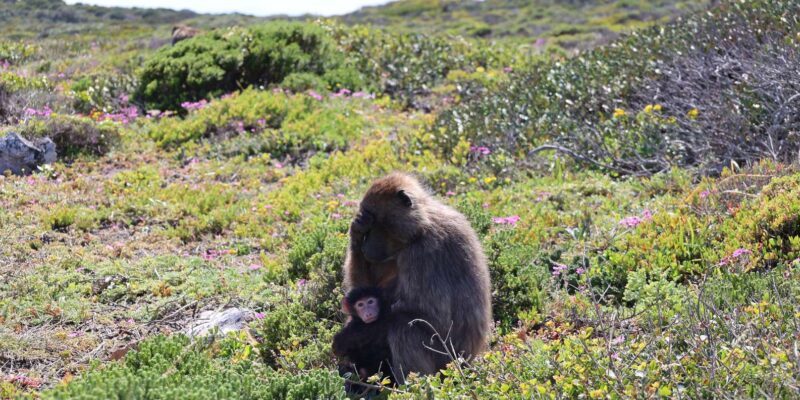 Cape Peninsula & Penguins Beach Half Day Tour from Cape Town - Who Should Consider This Tour?