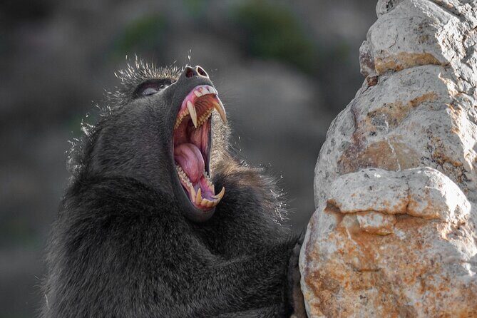 Cape Peninsula & Penguins Private Day Tour, Entrances Included. - The Value of This Tour