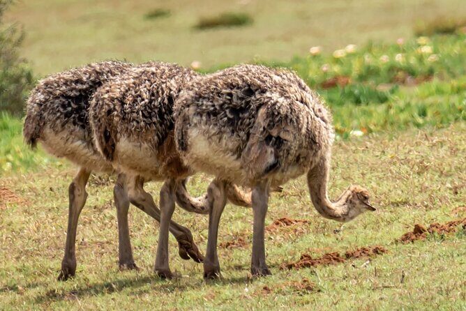 Cape Peninsula & Penguins Private Day Tour, Entrances Included. - FAQs