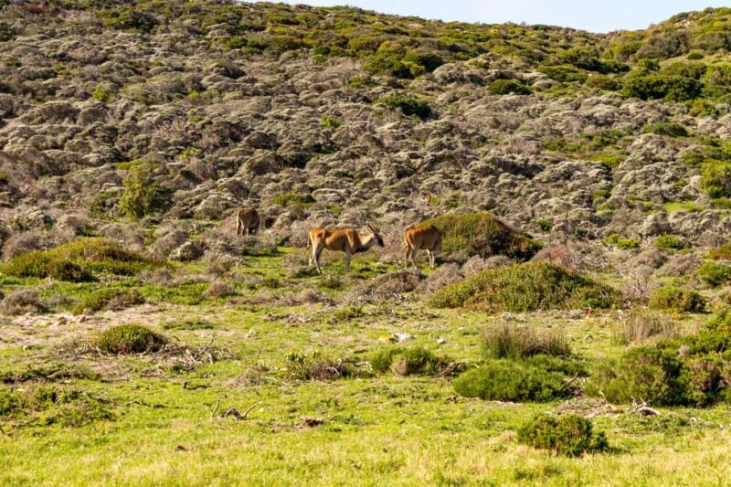 Cape Peninsula: Private Full Day Tour - Who Would Love This Experience?
