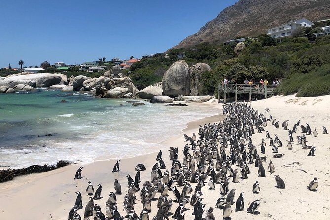 Cape Peninsula Private Tour - FAQs
