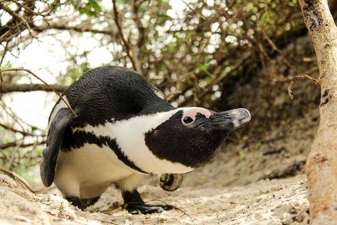 Cape Peninsula Private Tour - Practical Details and Value