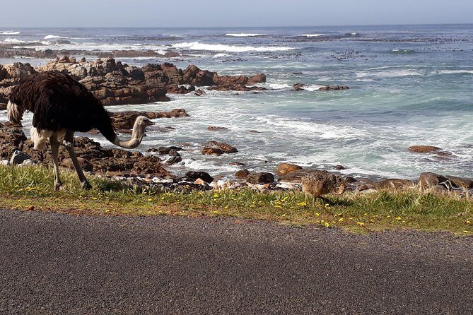 Cape Peninsula Private tour - Final Thoughts: Is This Tour Right for You?