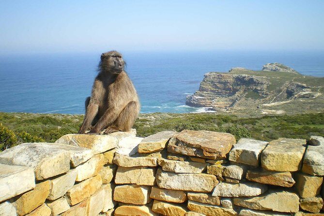 Cape Peninsula Private tour - Frequently Asked Questions