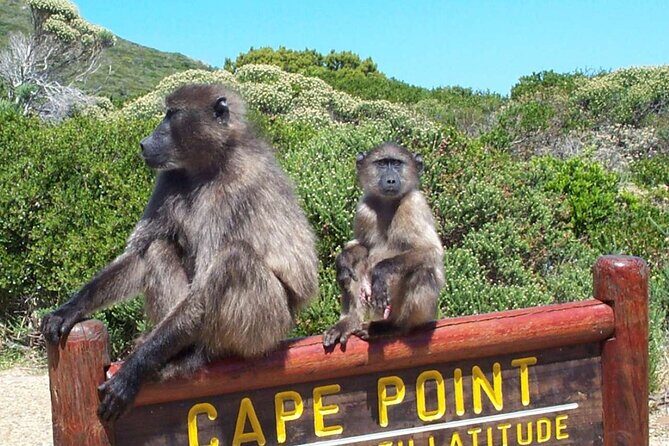 Cape Peninsula Private Tour In Cape Town South Africa - The Realities and Considerations