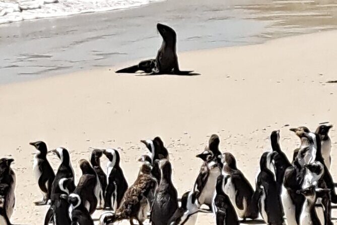 Cape Peninsula Tour Cape Town City - An In-Depth Look at the Itinerary