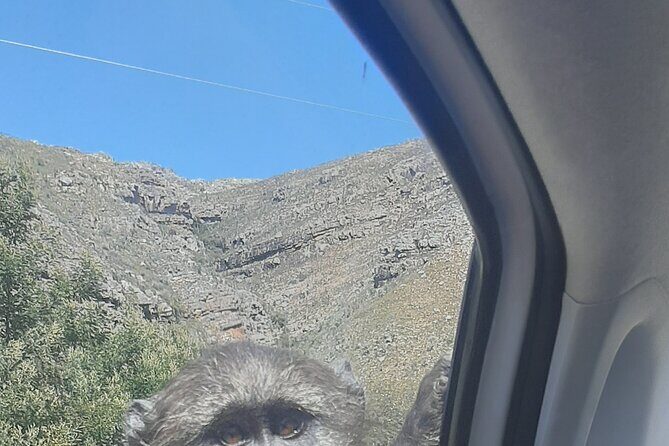 Cape Peninsula Tours - Final Thoughts