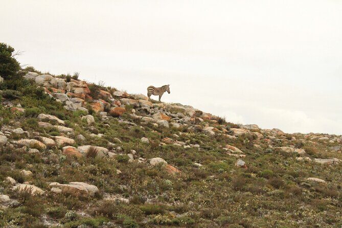 Cape Point and Cape of Good Hope day tour Up to 10 persons - What’s Included and What’s Not
