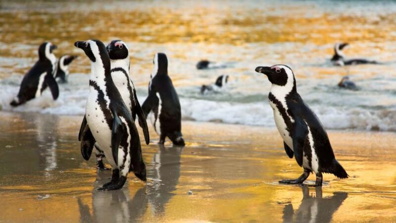 Cape Point and the Cape of Good Hope private tour - Why This Tour is Worth Considering