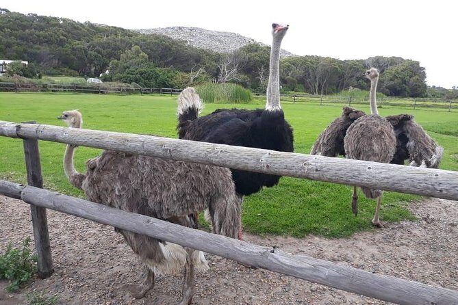 Cape Point, Boulder's Beach in Private Car Entrance Fees Included - Final Thoughts