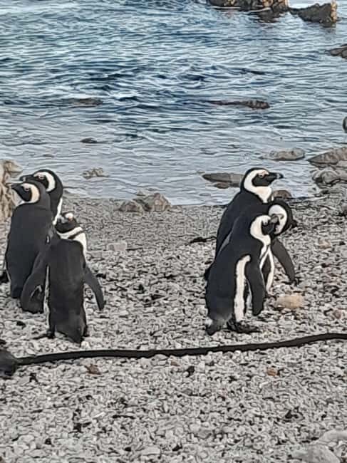 Cape Point Cape of Good Hope and Penguin small group Tour - The Route and Experience Breakdown: What Makes This Tour Stand Out
