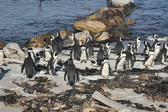 Cape Point Cape Of Good Hope And Penguins Private Tour - Final Thoughts