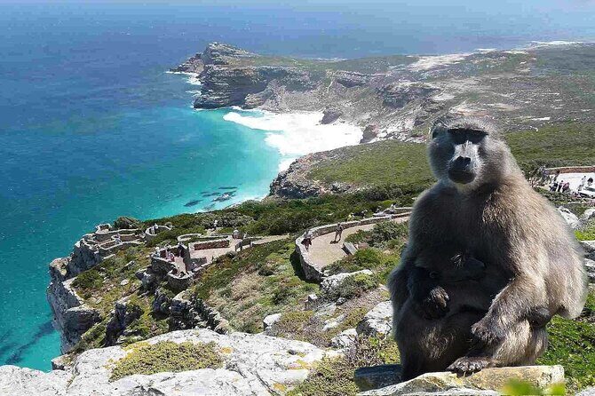Cape Point ,Cape of Good Hope and Table Mountain Tour . - A Closer Look at the Itinerary