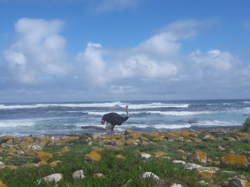 Cape Point Cape of Good Hope, Penguins Private Half day Tour - Authentic Insights from Past Travelers