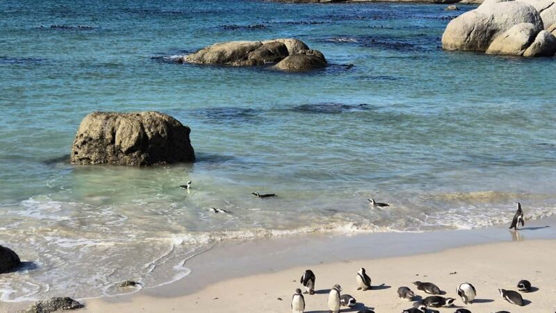 Cape Point Odyssey: A Coastal Journey Beyond Boundaries - The Glamorous Charm of Camps Bay