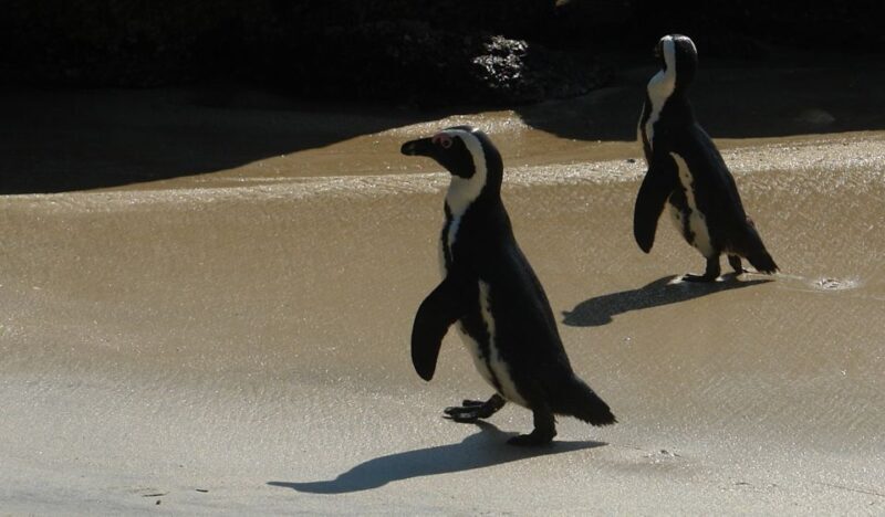 Cape Point & Penguins: Private Cape Peninsula Tour. - Key Points